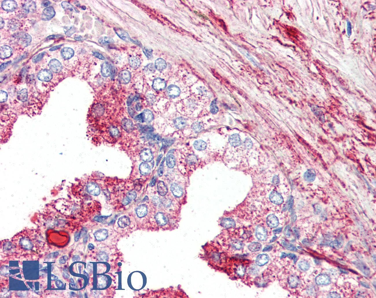 IHC-plus™ GPR27 Antibody (Internal)
