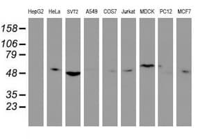 TULP3 Antibody (clone OTI1A10, Carrier-free)
