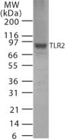 TLR2 Antibody