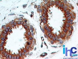 TLR2 Antibody (aa227-398, clone 67N17F8)