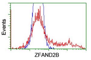 ZFAND2B Antibody (clone OTI3D6)