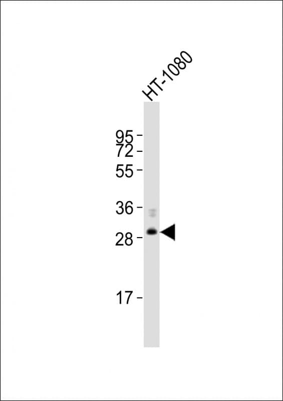 FBXO45 Antibody (aa83-115)