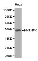 HNRNPK / hnRNP K Antibody