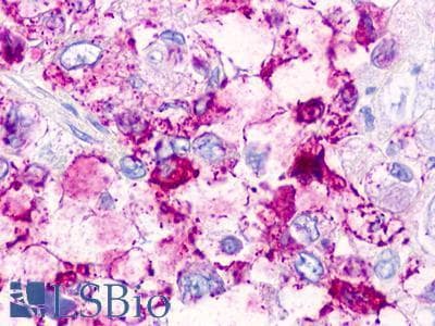 PathPlus™ TAAR2 / GPR58 Antibody (C-Terminus)