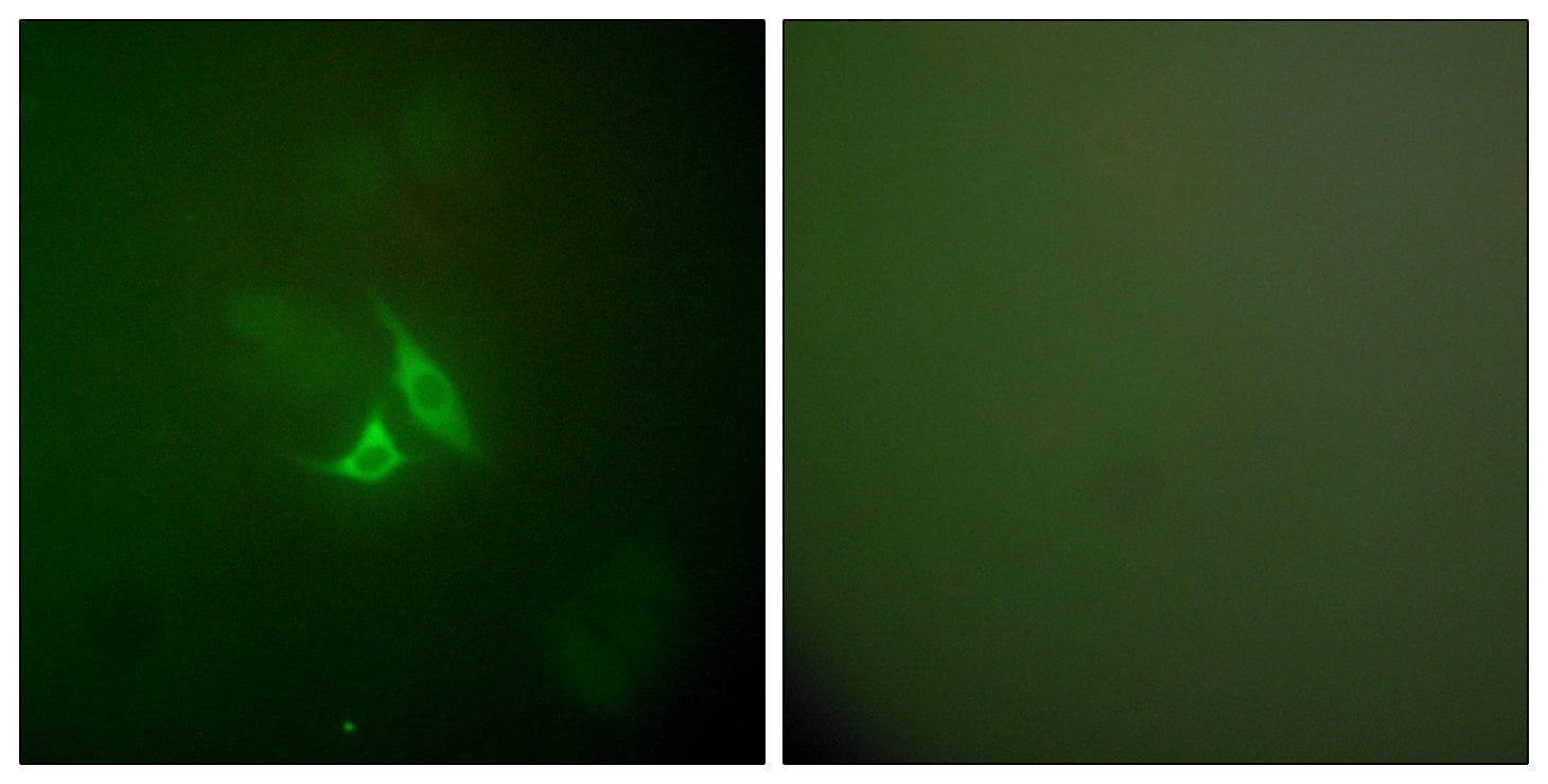 PTGS2 / COX2 / COX-2 Antibody
