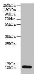 S100A4 / FSP1 Antibody