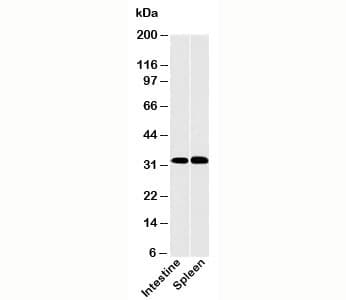 CLEC1A / CLEC-1 Antibody (N-Terminus)