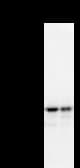 NARS Antibody (clone NARS2G5)