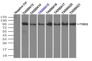 Monoclonal Mouse anti-Human TYRO3 Antibody (clone OTI5B7, IF)