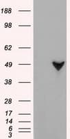 GFAP Antibody (clone OTI2C4)