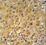 FKBP1A / FKBP12 Antibody (aa55-83)