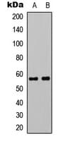MYC / c-Myc Antibody (C-Terminus)