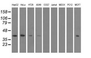 SH3GL1 / EEN Antibody (clone OTI2F5)