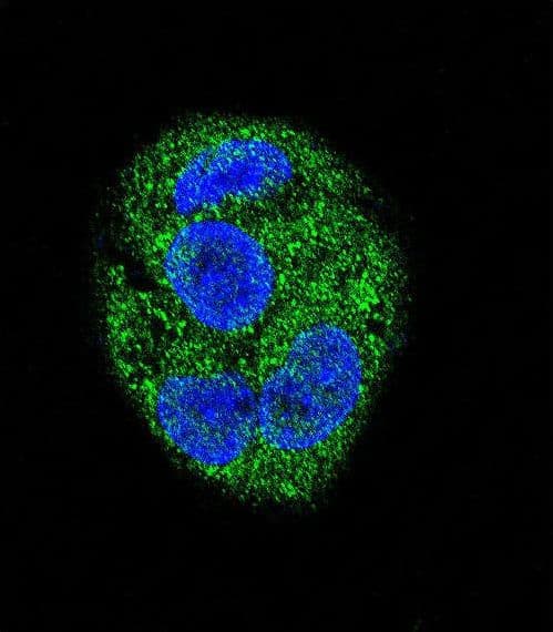 KCNIP3 / Dream / Calsenilin Antibody (aa1-30)
