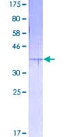 Human EMP3 Protein (Recombinant GST)