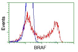 BRAF / B-Raf Antibody (clone OTI1D4)