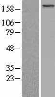 Human BCOR Protein (Over-Expression Lysate Myc-DDK (Flag))