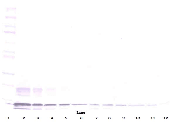 I-309 / CCL1 Antibody