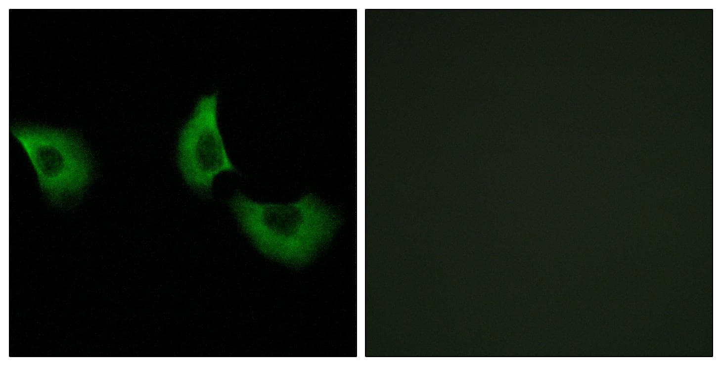 FBLN4 / EFEMP2 Antibody