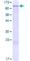 Human RPS6KA2 / RSK3 Protein (Recombinant GST)
