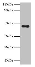 Polyclonal Rabbit anti-Human APOA4 Antibody (aa21-396, WB)