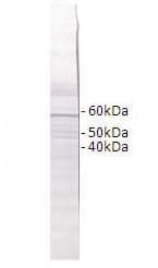 Polyclonal Rabbit anti-Human RAB4B Antibody (aa111-160, WB)