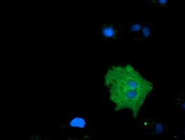 MICAL1 / MICAL Antibody (clone OTI4D1)