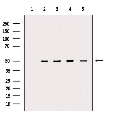 DMKN Antibody