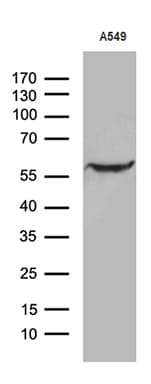 Monoclonal Mouse anti-Human ZNF19 Antibody (clone OTI10C3, Carrier-free, WB)