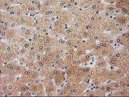 UBL4A Antibody (clone OTI1D4)