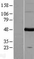 FARS2 Protein (Over-Expression Lysate Myc-DDK (Flag))