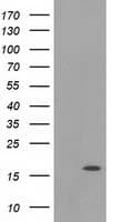 UBL4A Antibody (clone OTI4B6)