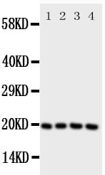 LCN1 / Lipocalin-1 Antibody (aa110-124)
