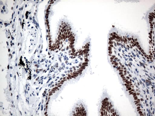 Monoclonal Mouse anti-Human GTF3C4 Antibody (clone OTI4A3, aa583-822, IHC, WB)