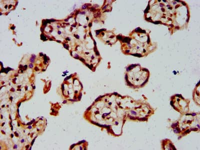 HIST1H4I Antibody