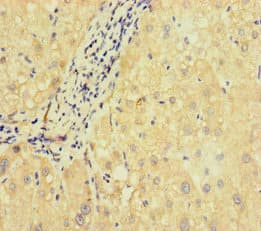 Polyclonal Rabbit anti-Human SLC38A9 Antibody (IHC, IF, WB)