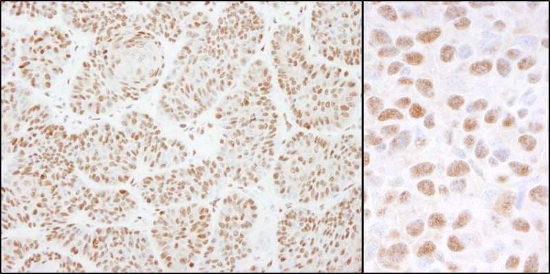 DDB1 Antibody (aa1100-C-term)