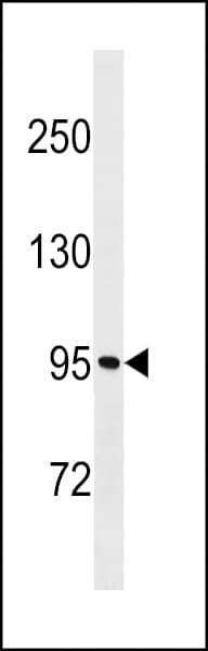 MKLN1 / Muskelin Antibody (aa300-326)