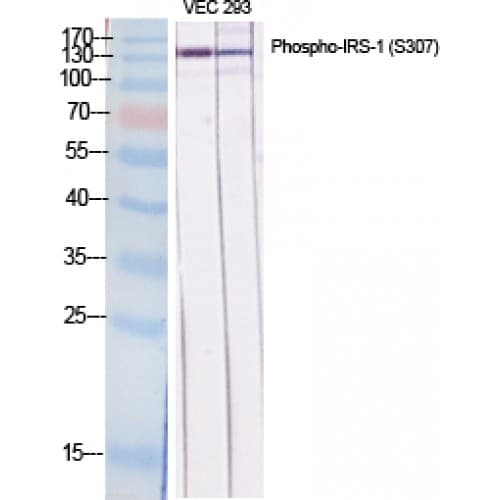 IRS1 Antibody (250-330 aa)