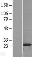 RAP1B Protein (Over-Expression Lysate Myc-DDK (Flag))
