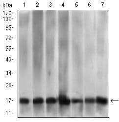 MRPL42 / MRPS32 Antibody (Amino Acid: 142-203, clone 3H6G11)