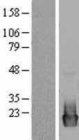 PTP4A2 / PRL-2 Protein (Over-Expression Lysate Myc-DDK (Flag))