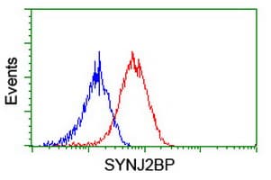 SYNJ2BP / OMP25 Antibody (clone OTI3A9)