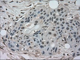 NEK6 Antibody (clone OTI8G5)