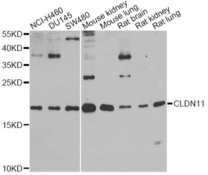 Polyclonal Rabbit anti-Human CLDN11 / Claudin 11 Antibody (WB)