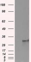 FAHD2A Antibody (clone OTI6D9)