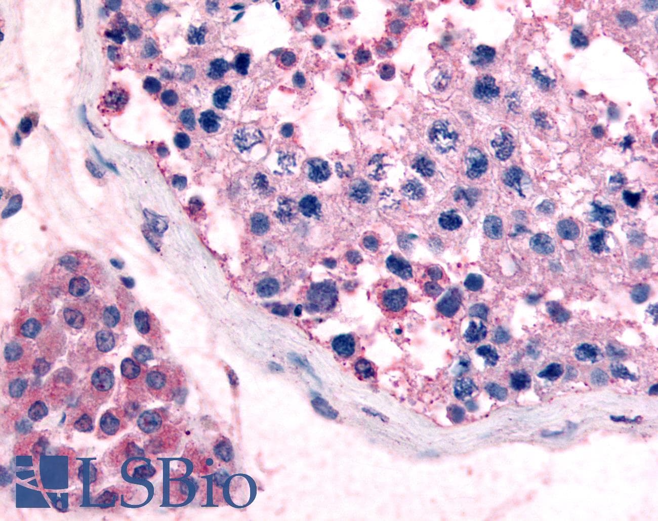 IHC-plus™ GPCRW / GPR18 Antibody (Cytoplasmic Domain)