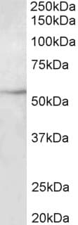 TUBB3 / Tubulin Beta 3 Antibody (aa31-41)