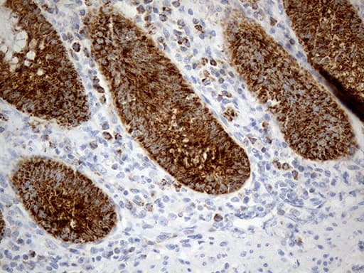 CHCHD10 Antibody (aa17-142, clone OTI3B8)