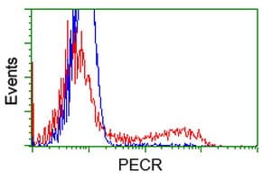 PECR Antibody (clone OTI1C9)